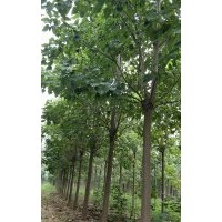 基地直销楸树梓树各种规格