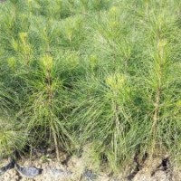 二年湿地松杯苗价格实惠，高度50-70公分-湖北华青农业