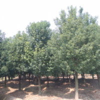香樟树价格 浙江8-30公分全冠香樟树种植基地供应商
