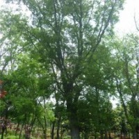 朴树胸径30-60公分北京大苗圃基地购树木市排价
