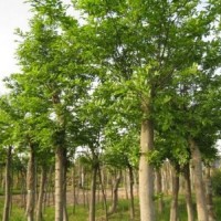 榔榆树胸径30-45公分北京大苗圃基地购树木市排价