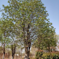 七叶树胸径8-60公分北京大苗圃基地购树木市排价