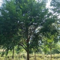 米径15～20公分的红豆杉5万株，树形漂亮，价格非常便宜！