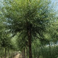 馒头柳胸径8-20公分北京大苗圃基地购树木市排价