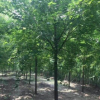 五角枫胸径30-40公分北京大苗圃基地购树木市排价