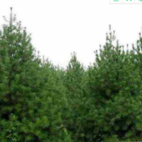樟子松高2-4.5米北京大苗圃基地购树木市排价
