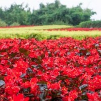 江苏大花海棠价格 大花海棠低价批发