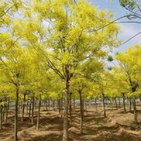 今年金枝国槐哪里有货源 ？ 2020金枝国槐哪里有货源？