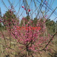江苏红梅树苗供应