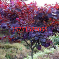 江苏红叶加拿大紫荆低价供应