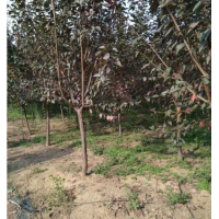 哪里有美人梅 低价批发 江苏直供美人梅