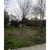 美国红枫十月光辉