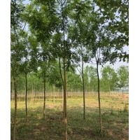 5公分国槐价格6公分国槐价格7-8公分国槐价格