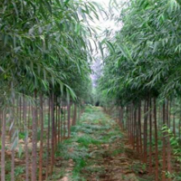 哪里有速生竹柳货源？2019将荣庆速生竹柳低价批发