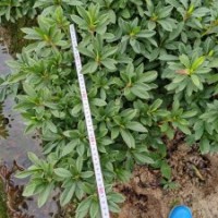 法国冬青基地专供