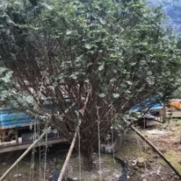 米径7～20公分的红豆杉假植苗和静精品盆景假植苗