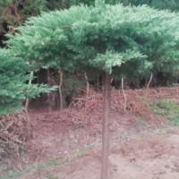 造型高杆地龙高2.5-3.5米北京大苗圃基地购树木市排价