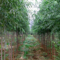 哪里有速生竹柳货源？2020年荣庆速生竹柳低价批发