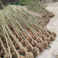 青枫哪里有货源？ 江苏荣庆园林低价供应青枫