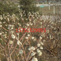 【结香花】最新结香树_价格_图片_产地报价表