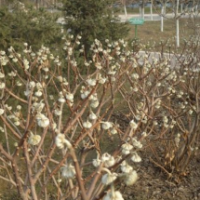 江苏结香树低价批发 苗圃结香树直销