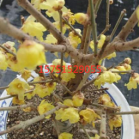 江苏大量供应素心蜡梅 低价苗圃供应素心蜡梅