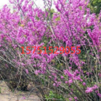 哪里有紫荆树货源 ？ 低价供应紫荆树