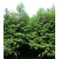 水杉树哪里有货源？ 哪里水杉树便宜 ？ 2019水杉树价格供应