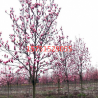 紫玉兰哪里有货源？ 江苏荣庆园林紫玉兰 低价供应