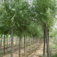 馒头柳哪里有货源？ 2019馒头柳低价供应