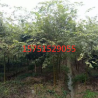 2019小叶榉价格 哪里有小叶榉 江苏小叶榉低价供应