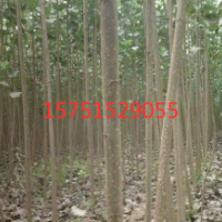 江苏哪里有欧美杨107号低价批发 荣庆园林供应欧美杨107号