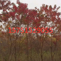 红乌桕低价供应