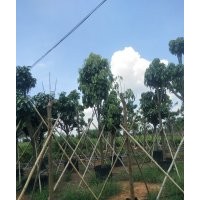 本公司常年供应黄花紫花风玲,白玉兰,萍婆