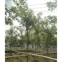 常年供应黄花风玲,紫花风玲,萍婆