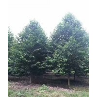 大量供应8到18公分精品乐昌含笑