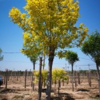 大量供应：白蜡、金叶榆、柳树