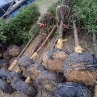 米径8～12公分的红豆杉，10万株，树形漂亮，价格非常便宜！