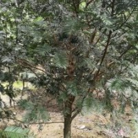 米径7～20公分的红豆杉假植苗和静精品盆景假植苗