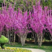 丛生紫荆5-8条北京大苗圃基地购树木市排价