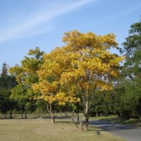 黄金树胸径8-15公分北京大苗圃基地购树木市排价