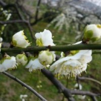 哪里有绿梅 低价供应