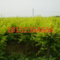 金叶榆哪里有 ？ 低价供应 江苏金叶榆供应