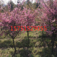 海棠 大型苗木种植基地 海棠 成活率高