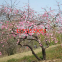 江苏供应垂枝桃 苗圃直销