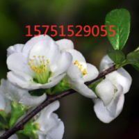 江苏白梅花低价供应 苗圃2019白梅花直销