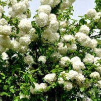 江苏供应木本绣球 低价销售 苗圃直供量大