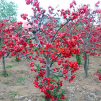哪里有日本海棠供应 江苏苗圃直销日本海棠 低价批发
