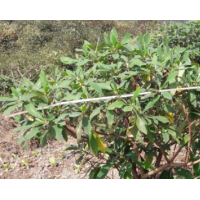 哪里有结香花 哪里结香花便宜？ 结香花苗圃直供