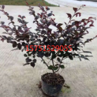 红花继木供应 哪里有红花继木 2019红花继木价格